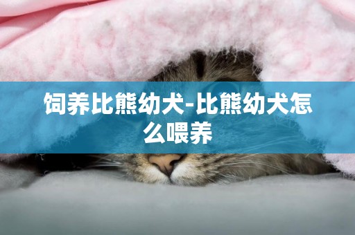飼養比熊幼犬-比熊幼犬怎么喂養