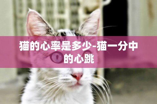 貓的心率是多少-貓一分中的心跳