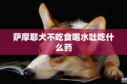 薩摩耶犬不吃食喝水吐吃什么藥