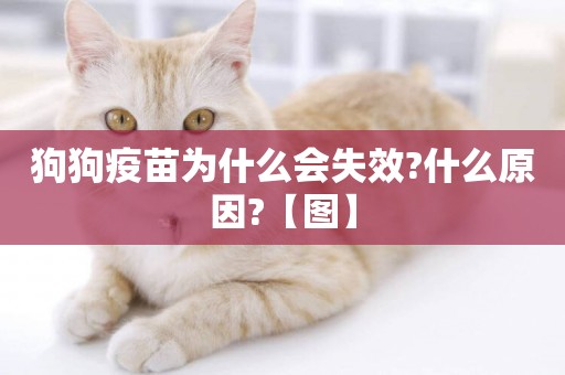 狗狗疫苗為什么會失效?什么原因?【圖】