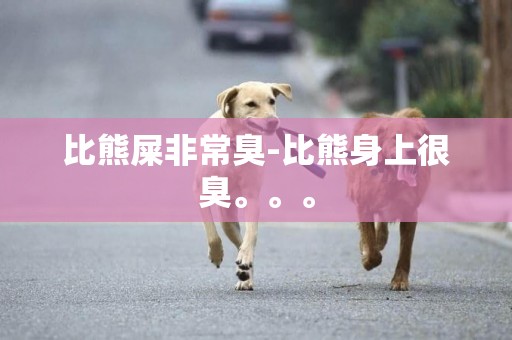 比熊屎非常臭-比熊身上很臭。。。