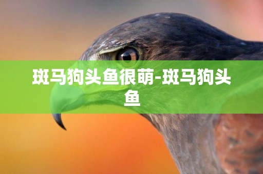 斑馬狗頭魚很萌-斑馬狗頭魚
