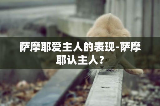 薩摩耶愛主人的表現-薩摩耶認主人？