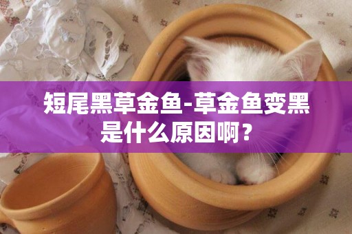 短尾黑草金魚-草金魚變黑是什么原因啊？