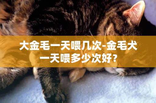 大金毛一天喂幾次-金毛犬一天喂多少次好？