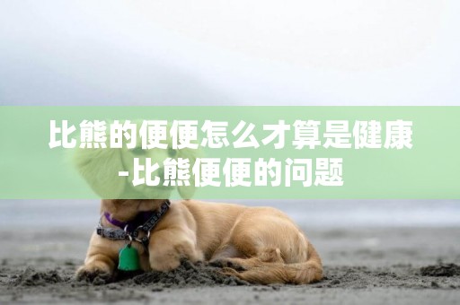 比熊的便便怎么才算是健康-比熊便便的問題