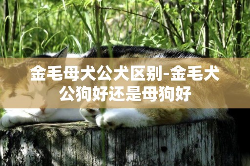 金毛母犬公犬區別-金毛犬公狗好還是母狗好