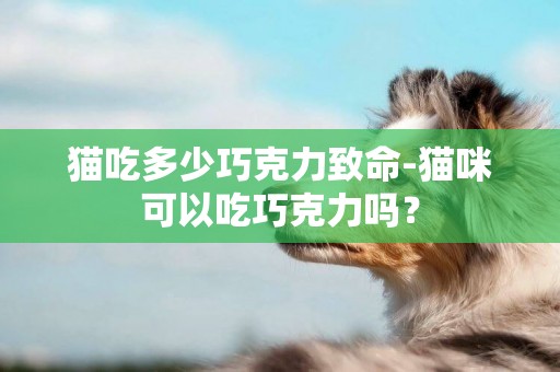 貓吃多少巧克力致命-貓咪可以吃巧克力嗎？