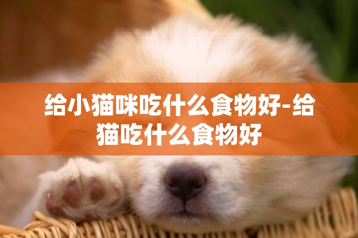 給小貓咪吃什么食物好-給貓吃什么食物好