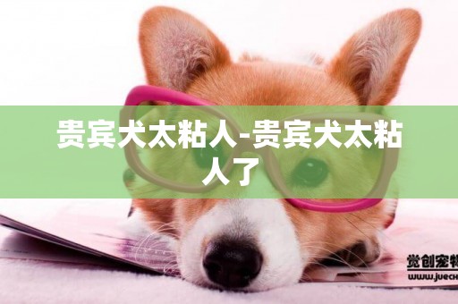 貴賓犬太粘人-貴賓犬太粘人了
