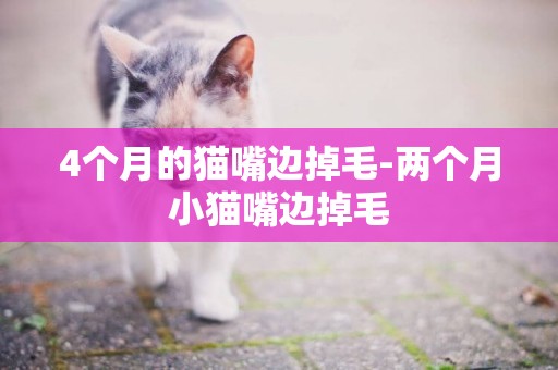 4個月的貓嘴邊掉毛-兩個月小貓嘴邊掉毛