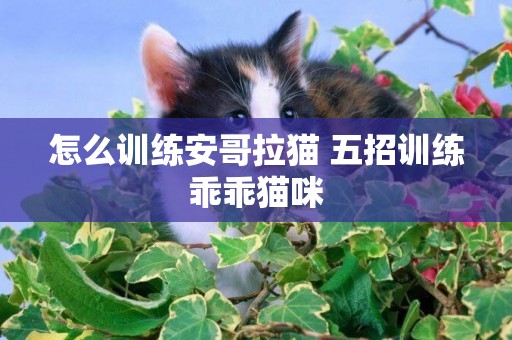 怎么訓練安哥拉貓 五招訓練乖乖貓咪