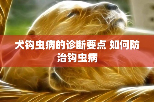 犬鉤蟲病的診斷要點 如何防治鉤蟲病