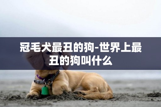 冠毛犬最丑的狗-世界上最丑的狗叫什么