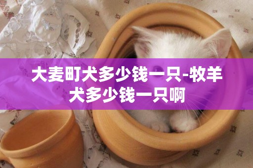 大麥町犬多少錢一只-牧羊犬多少錢一只啊