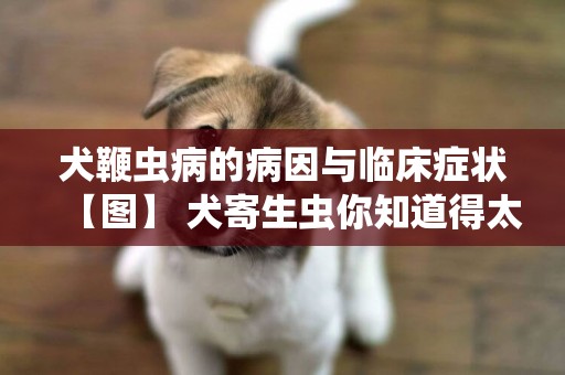 犬鞭蟲病的病因與臨床癥狀【圖】 犬寄生蟲你知道得太少了