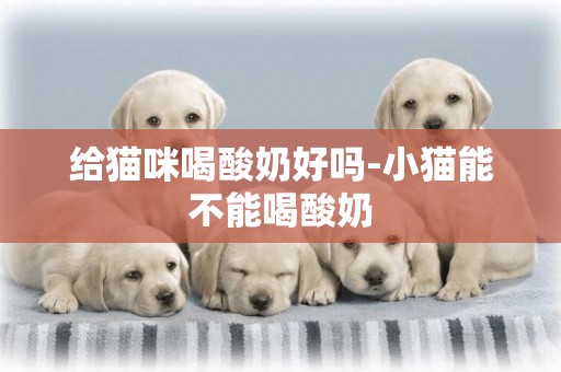 給貓咪喝酸奶好嗎-小貓能不能喝酸奶