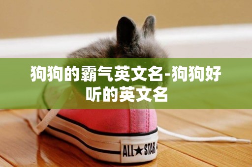 狗狗的霸氣英文名-狗狗好聽的英文名