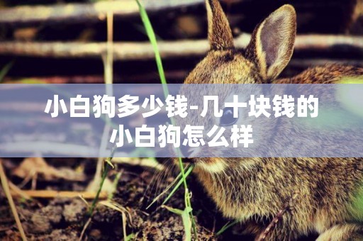 小白狗多少錢-幾十塊錢的小白狗怎么樣