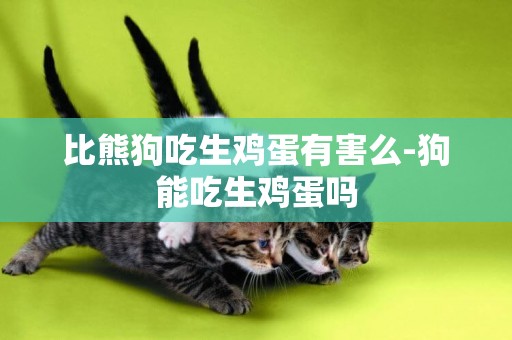 比熊狗吃生雞蛋有害么-狗能吃生雞蛋嗎