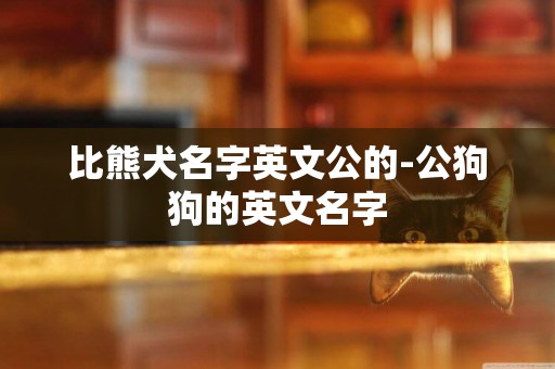 比熊犬名字英文公的-公狗狗的英文名字