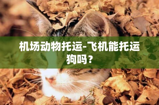 機場動物托運-飛機能托運狗嗎？