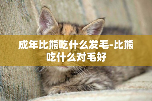 成年比熊吃什么發毛-比熊吃什么對毛好