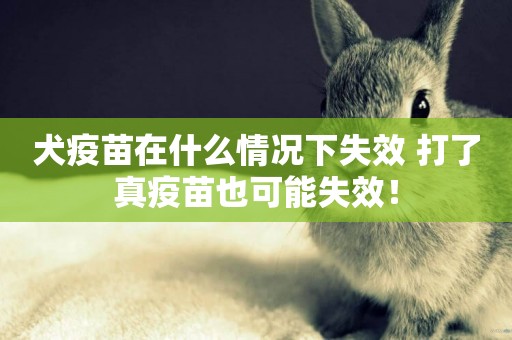 犬疫苗在什么情況下失效 打了真疫苗也可能失效！