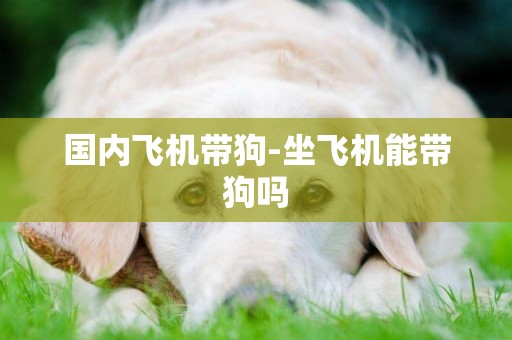 國內飛機帶狗-坐飛機能帶狗嗎