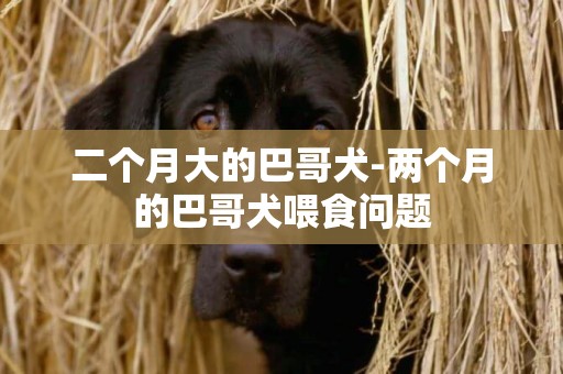 二個月大的巴哥犬-兩個月的巴哥犬喂食問題