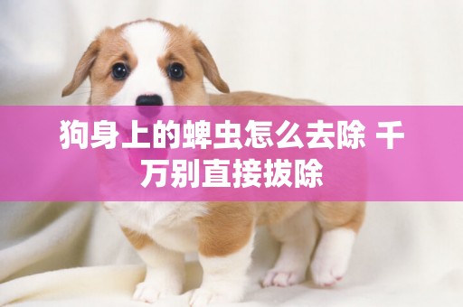 狗身上的蜱蟲怎么去除 千萬別直接拔除