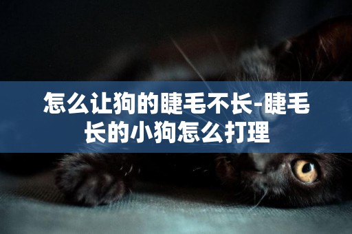怎么讓狗的睫毛不長-睫毛長的小狗怎么打理