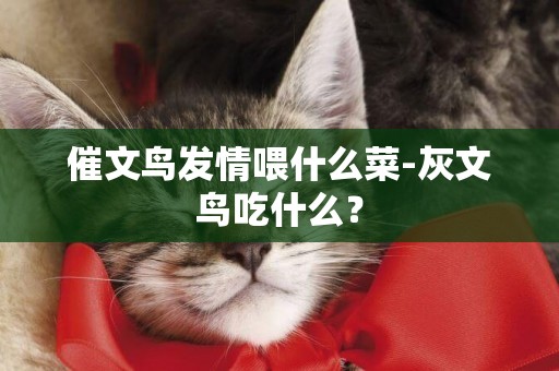 催文鳥發情喂什么菜-灰文鳥吃什么？