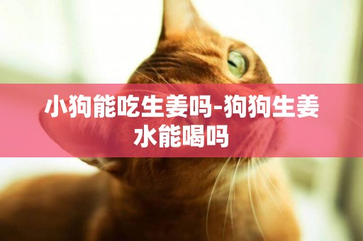 小狗能吃生姜嗎-狗狗生姜水能喝嗎