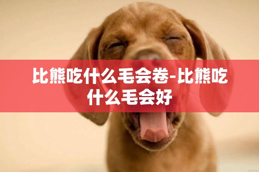 比熊吃什么毛會卷-比熊吃什么毛會好