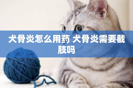 犬骨炎怎么用藥 犬骨炎需要截肢嗎