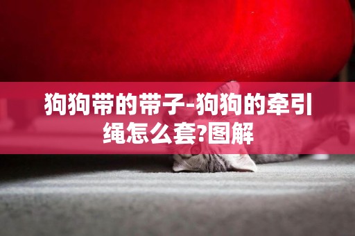 狗狗帶的帶子-狗狗的牽引繩怎么套?圖解