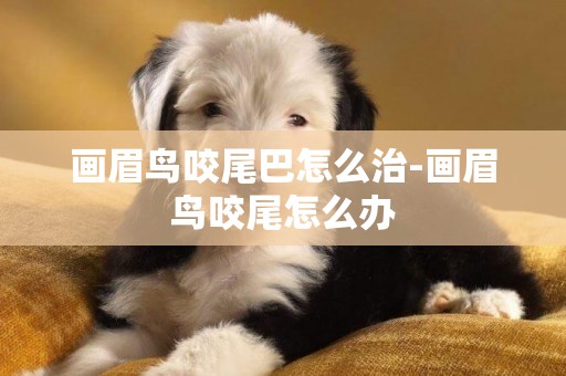 畫眉鳥咬尾巴怎么治-畫眉鳥咬尾怎么辦