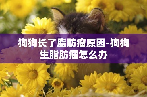 狗狗長了脂肪瘤原因-狗狗生脂肪瘤怎么辦