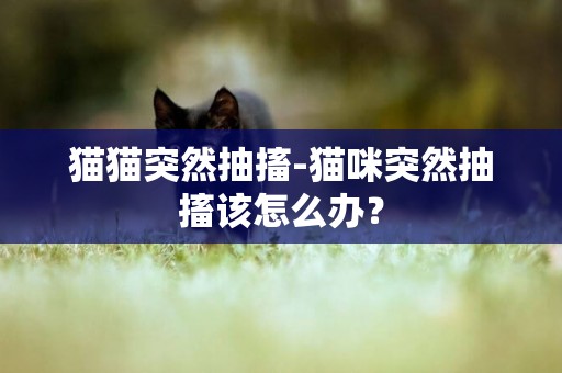 貓貓突然抽搐-貓咪突然抽搐該怎么辦？