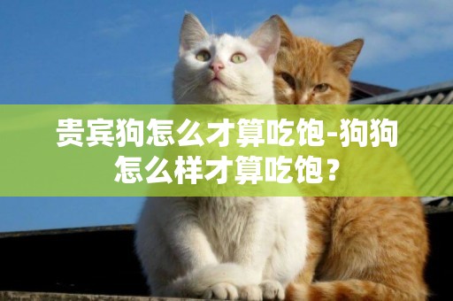 貴賓狗怎么才算吃飽-狗狗怎么樣才算吃飽？