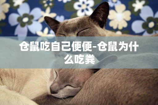倉鼠吃自己便便-倉鼠為什么吃糞