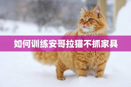 如何訓練安哥拉貓不抓家具