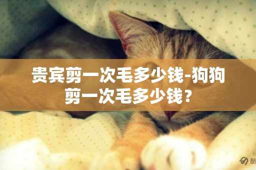 貴賓剪一次毛多少錢-狗狗剪一次毛多少錢？