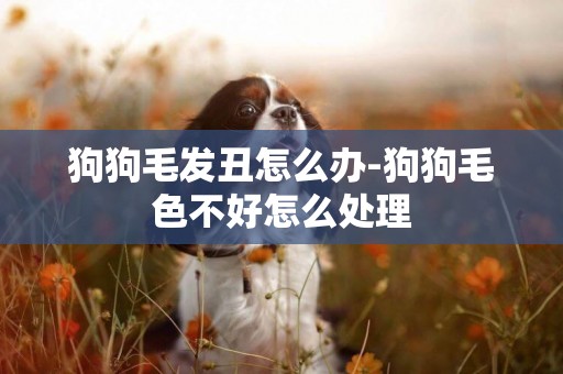 狗狗毛發丑怎么辦-狗狗毛色不好怎么處理