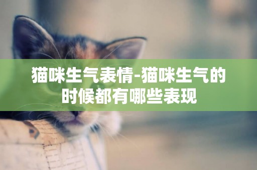 貓咪生氣表情-貓咪生氣的時候都有哪些表現