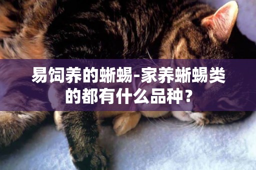 易飼養的蜥蜴-家養蜥蜴類的都有什么品種？