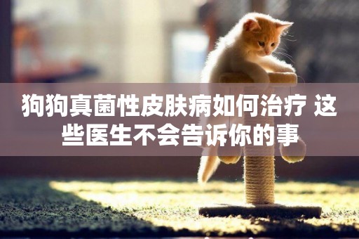 狗狗真菌性皮膚病如何治療 這些醫生不會告訴你的事