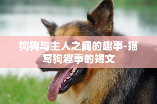 狗狗與主人之間的趣事-描寫狗趣事的短文