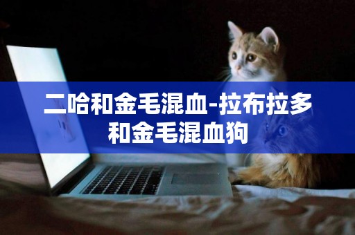 二哈和金毛混血-拉布拉多和金毛混血狗
